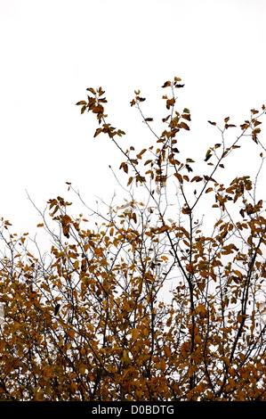 Deciduous autumnal brown leaf tree branches against a white background. Stock Photo