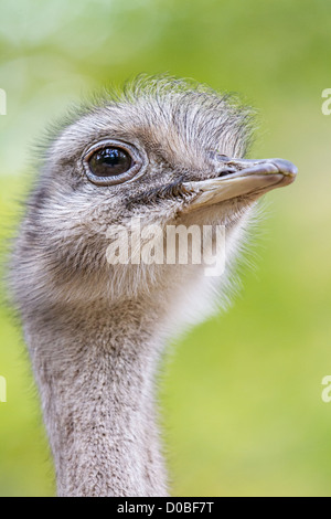 Extreme close-up of a Greater rhea (Rhea americana) showing head, eye and beak against a soft green background Stock Photo