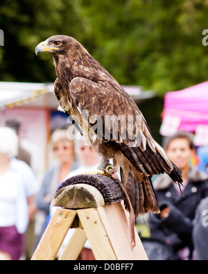 Harris Eagle Stock Photo 166820 Alamy