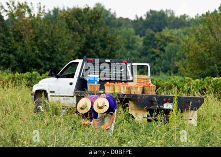 Workers Picking Tomatoes on Farm in Starlight, Indiana Stock Photo