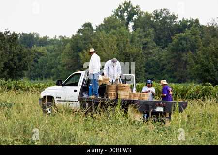 Workers Arriving in Field to Harvest Tomatoes on Farm in Starlight, Indiana Stock Photo