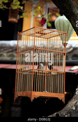 Songbird in cage, Hoi An, Vietnam Stock Photo