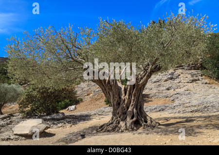 Old olive tree and blue sky in Provence, South of France Stock Photo