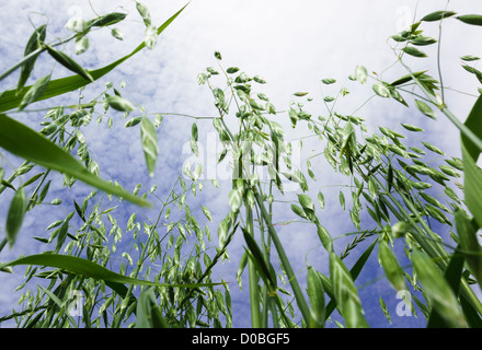 Cereal crop. Low angle photo of oats growing in a field. Stock Photo
