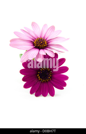 pink daisy isolated on white background Stock Photo