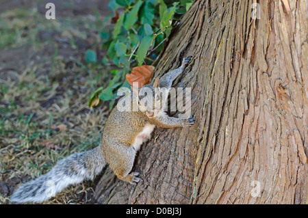 Curious cute grey squirrel Stock Photo