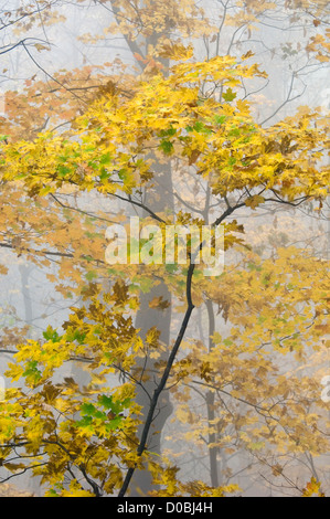 Detail of Autumn Color in the Fog on the Roaring Fork Motor Nature Trail in the Great Smoky Mountains National Park in Tennessee Stock Photo