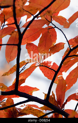 Detail of Autumn Dogwood Leaves in the Fog on the Roaring Fork Motor Nature Trail in the Great Smoky Mountains National Park Stock Photo