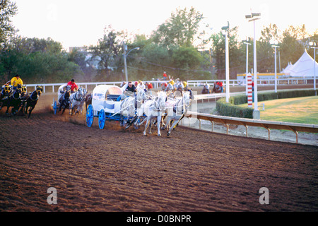 Calgary Stampede, Alberta, Canada - Chuckwagon Race, Cowboys racing Chuck Wagons on Outdoor Racetrack Stock Photo