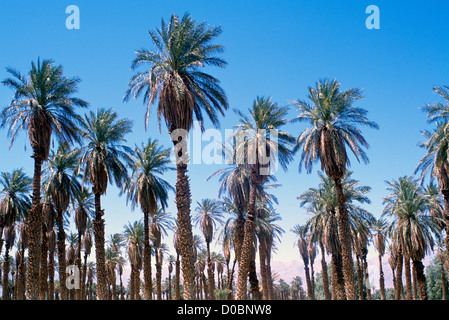 Death Valley National Park, California, CA, USA - Palm Trees (Arecaceae or Palmae) at Furnace Creek Golf Course Stock Photo