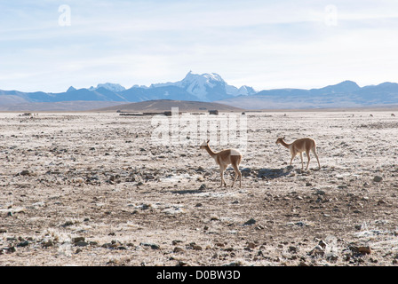 Vicunas in the national park Ulla Ulla Stock Photo