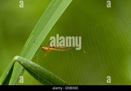 Common hammock-weaver (Linyphia triangularis) on its web, close-up Stock Photo