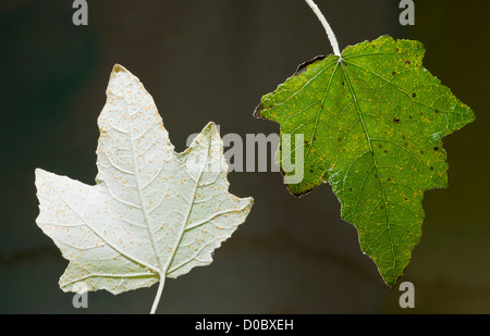 White Poplar (Populus alba) leaves, underside and upper side, close-up Stock Photo