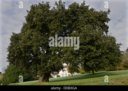 Holm Oak tree (Quercus ilex) Dorset, England, UK Stock Photo