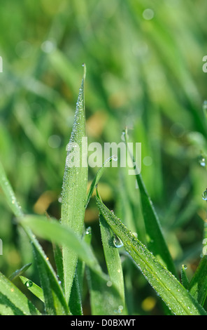 dewdrops on sprigs young green seedlings of wheat