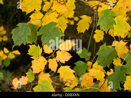 Wild Service tree (Sorbus torminalis) foliage in autumn Stock Photo