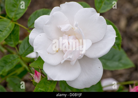 Modern shrub rose 'Pearl Drift' Stock Photo