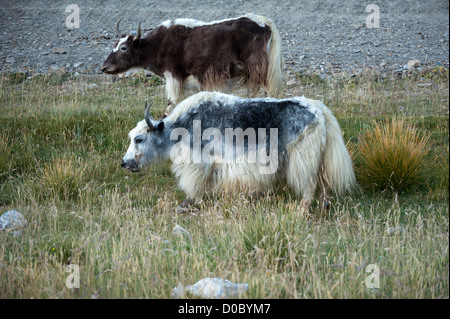 Yak grazing in meadow at Himalayan mountains Stock Photo