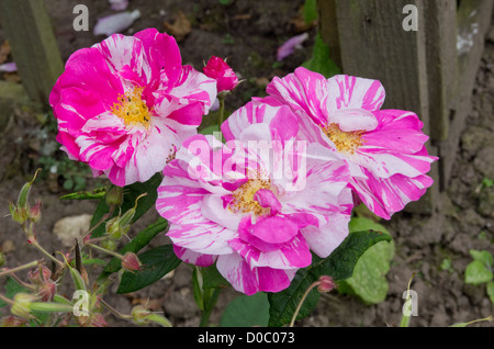 Rosa gallica versicolour 'Rosa Mundi' Stock Photo