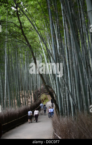 Arashiyama Bamboo Path through the Sagano Bamboo Forest Stock Photo