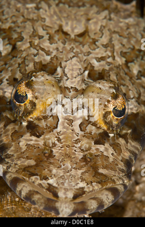 This crocodile fish was photographed during a night Dive at Wainilu in the Komodo National Park, Indonesia