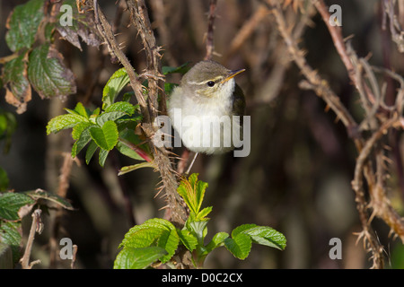 Arctic Warbler Phylloscopus borealis Shetland Scotland UK Stock Photo