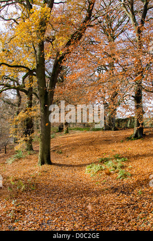 Vivid autumn colours on sunlit trees & dense carpet of colourful leaves in scenic rural woodland - Bolton Abbey Estate, Yorkshire Dales, England, UK. Stock Photo