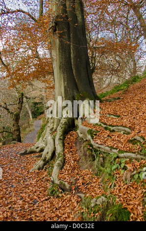 Close-up of trunk of beech tree growing on hillside, spreading roots covered in leaves & lichen - Bolton Abbey Estate, North Yorkshire, England, UK.