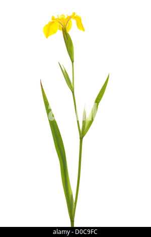 yellow iris on stem on white background Stock Photo