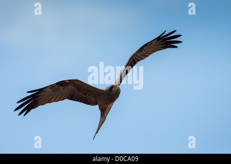 Yellow-billed kite (Milvus aegyptius) in the Khaudum National Park, Namibia. Stock Photo