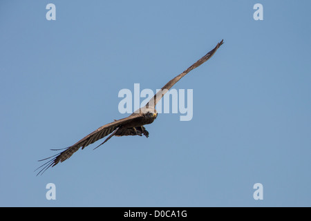 Yellow-billed kite (Milvus aegyptius) in the Mamili National Park, Namibia. Stock Photo