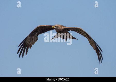 Yellow-billed kite (Milvus aegyptius) in the Mamili National Park, Namibia. Stock Photo