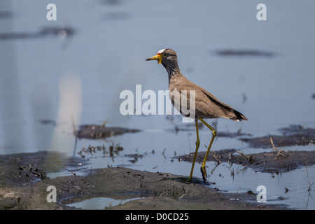 African wattled lapwing (Vanellus senegallus) in the Mamili National Park, Namibia. Stock Photo