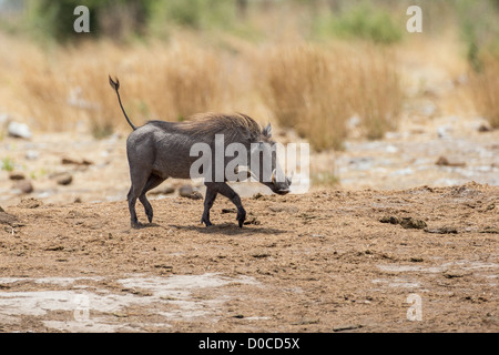 Desert warthog (Phacochoerus aethiopicus) in the Khaudum National Park, Namibia. Stock Photo