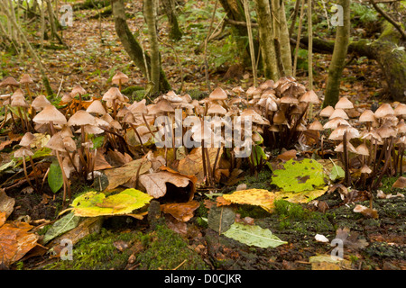 Clustered Bonnet fungi (Mycena inclinata) on old stump, Exmoor National Park, Devon, England, UK Stock Photo