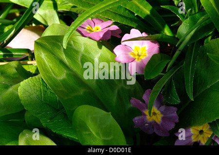 Primrose (Primula vulgaris) in full flower and Erythronium leaves, in april, in a garden. "Potager de Suzanne", Le Pas, Mayenne, Stock Photo