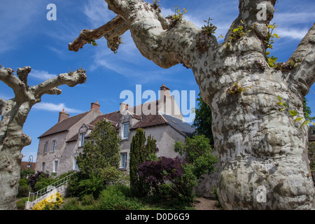 HUNDRED-YEAR-OLD SYCAMORES IN THE VILLAGE OF SAINT-BENOIT-SUR-LOIRE LOIRET (45) FRANCE Stock Photo