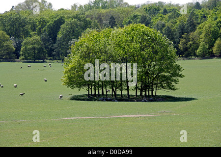 Rural View with a Copse and Sheep, Ragley Hall, Warwickshire, UK. Stock Photo