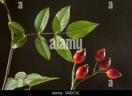 Dog Rose (Rosa canina) leaves and fruit (hips), close-up Stock Photo