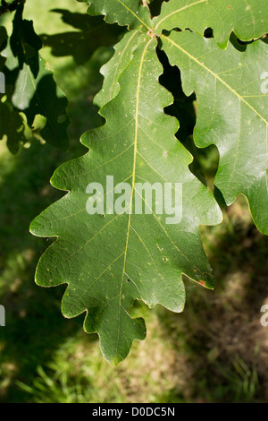 Daimyo Oak (Quercus dentata)  leaf, close-up Stock Photo