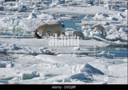 Female Polar bear (Ursus maritimus) dragging a ringed seal, Svalbard Archipelago, Barents Sea, Norway Stock Photo