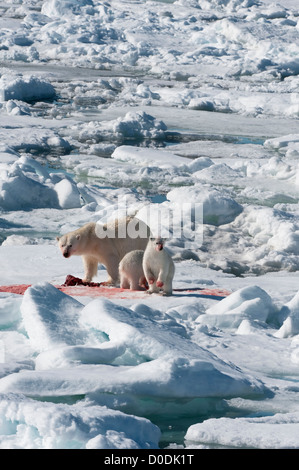 Female Polar bear (Ursus maritimus) with twin cubs eating a hunted ringed seal, Svalbard Archipelago, Barents Sea, Norway Stock Photo