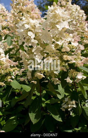 Hydrangea paniculata 'Kyushu', close-up. Garden hybrid. Stock Photo