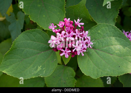 A Glory bower (Clerodendrum bungei) in flower, early autumn. Stock Photo