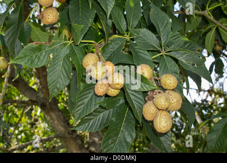 Ohio Buckeye (Aesculus glabra) with fruit growing on its tree branches ...