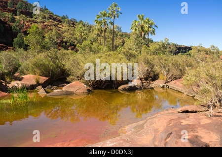 Red Cabbage Palms (Livistona Mariae) in Palm Valley, Finke Gorge National Park, south west of Alice Springs, Northern Territory, outback Australia Stock Photo