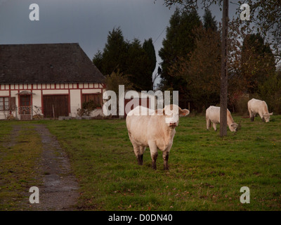 Charolais cattle in Normandy,France. Stock Photo