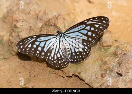 The Dark Glassy Tiger (Parantica agleoides) is a butterfly that belongs to the Crows and Tigers, that is, the Danaid group of th Stock Photo