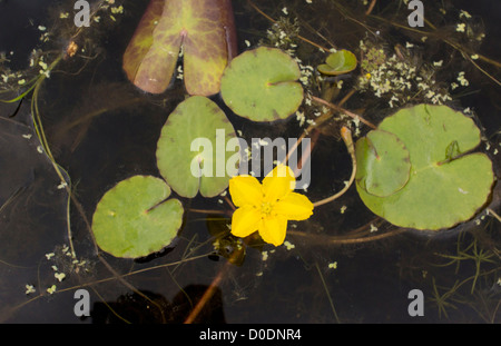 Fringed Water-lily (Nymphoides peltata) in flower, lake at Weymouth, Dorset, England, UK Stock Photo