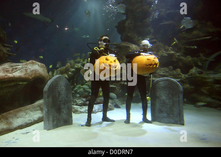 Underwater Pumpkin Carving Aquarists at the SEA LIFE London Aquarium today battled it out in an underwater contest of daring Stock Photo